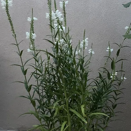 Aminah House Constanţa