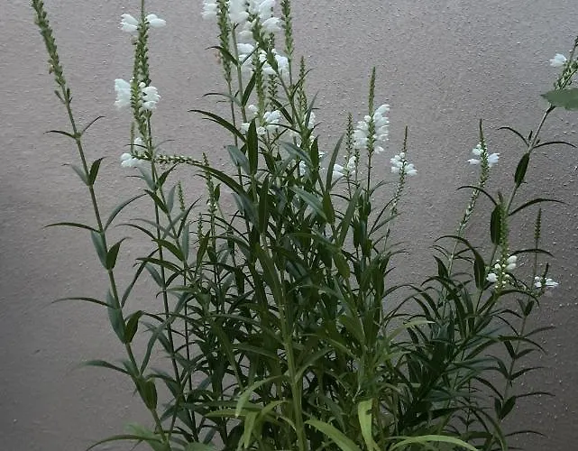 Aminah House Constanţa